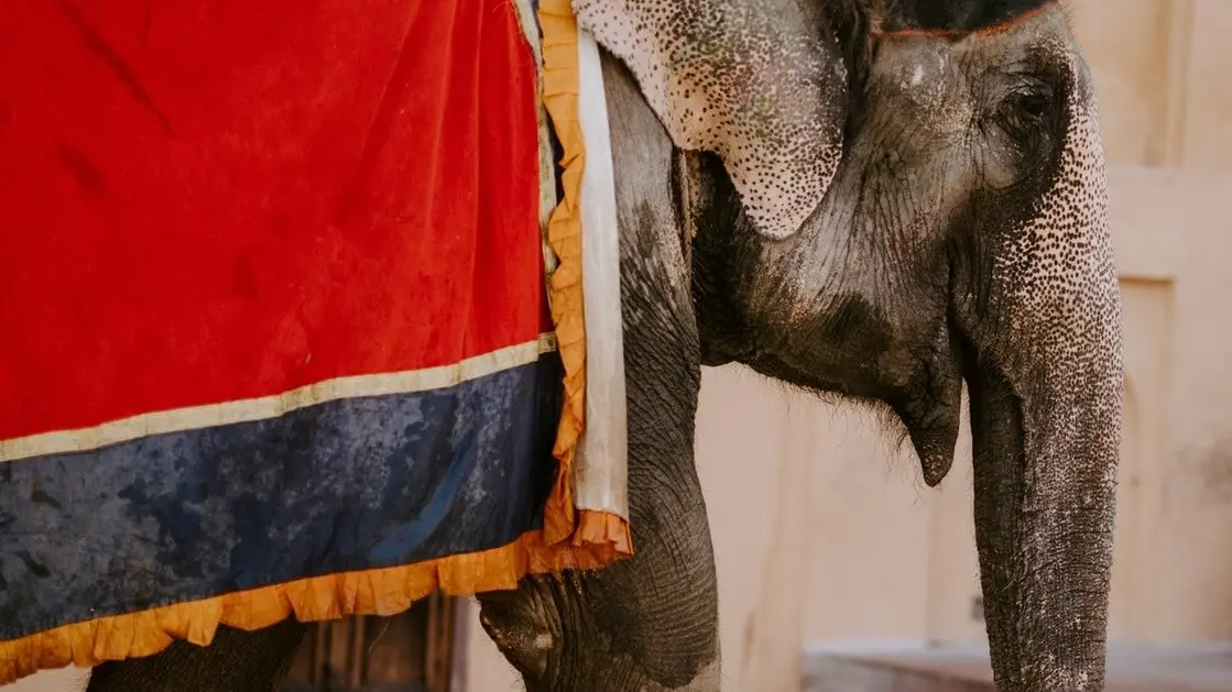 elefante sendo explorado em circo