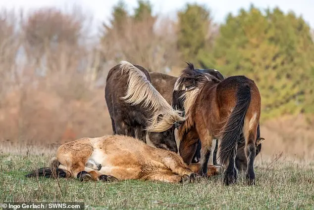 Cavalos se reúnem ao companheiro de manada na tentativa de socorrê-lo | Foto: Ingo Gerlach