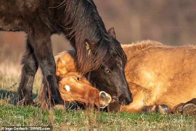 Cavalo se aproxima do companheiro caído e tenta ajudá-lo com estímulos usando a cabeça | Foto: Ingo Gerlach