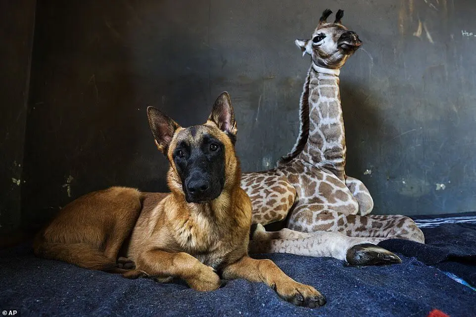 A girafa Jazz e o cão Hunter | Foto: AP (Associated Press) 