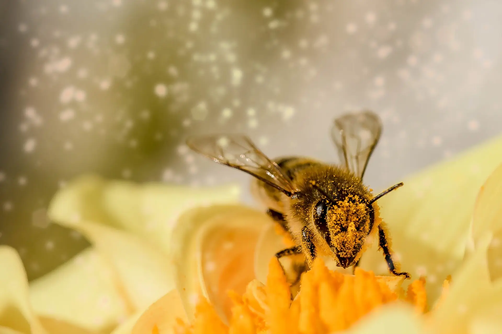Imagem de abelha em flor