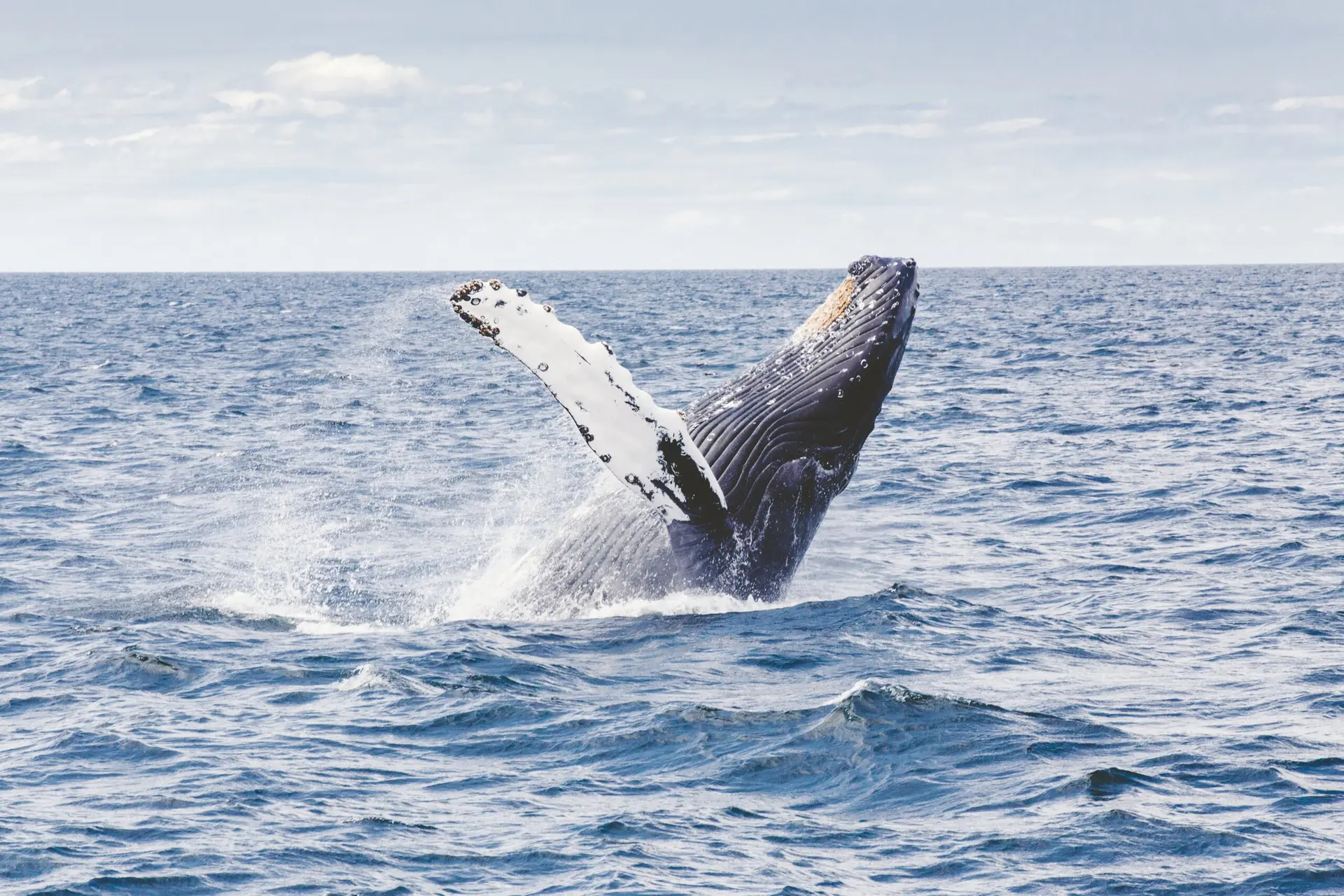 Imagem de baleia jubarte no oceano