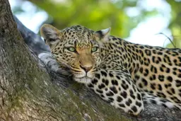 Imagem de um leopardo