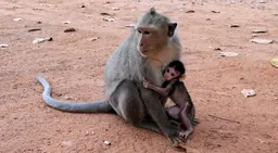 Imagem de dois macacos