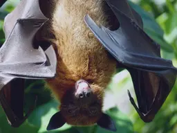 Imagem de morcego