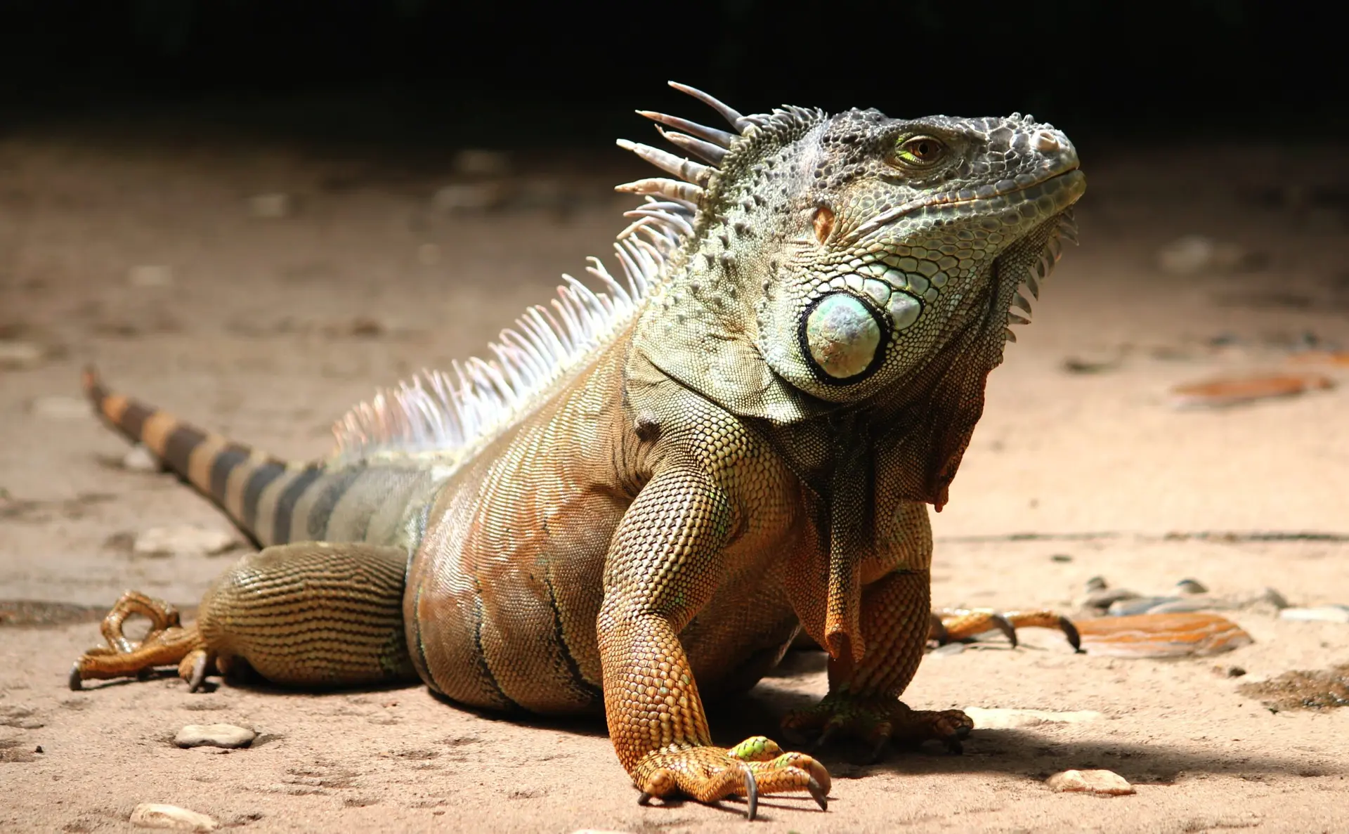 Imagem de uma iguana