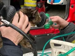 Imagem de gato sendo resgatado