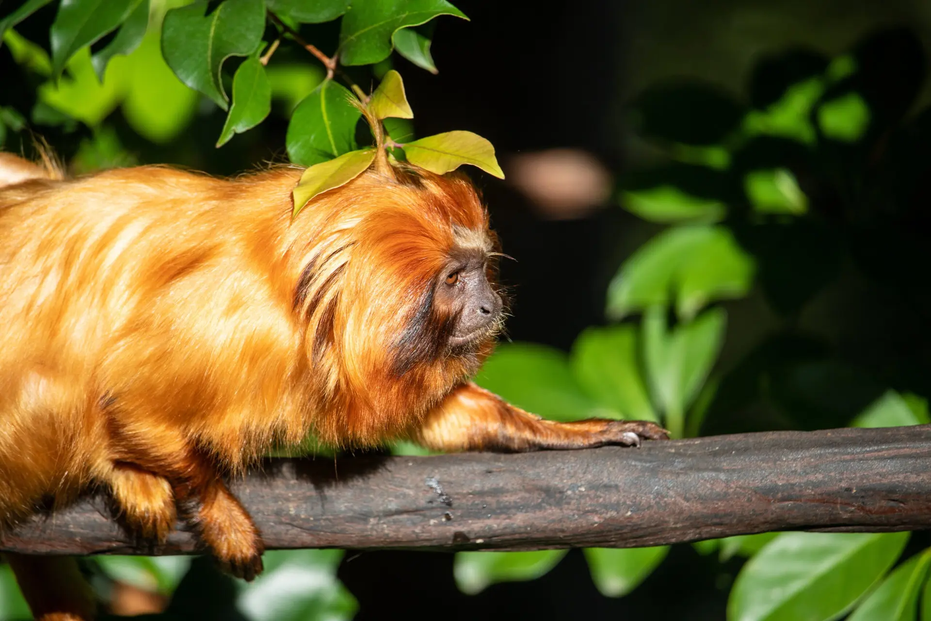 Foto de mico-leão-dourado