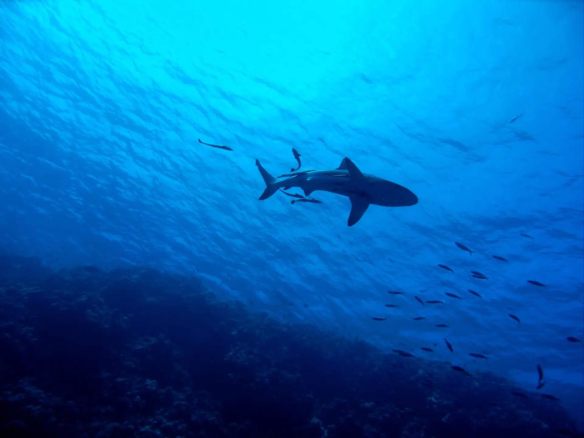 Imagem de tubarão