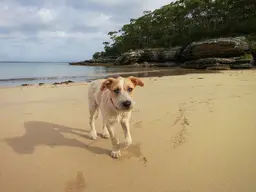 Cães na praia