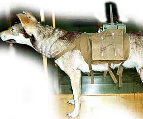 Familia Basset Hound: Os cães bombas usados pelos soviéticos durante a  segunda guerra.