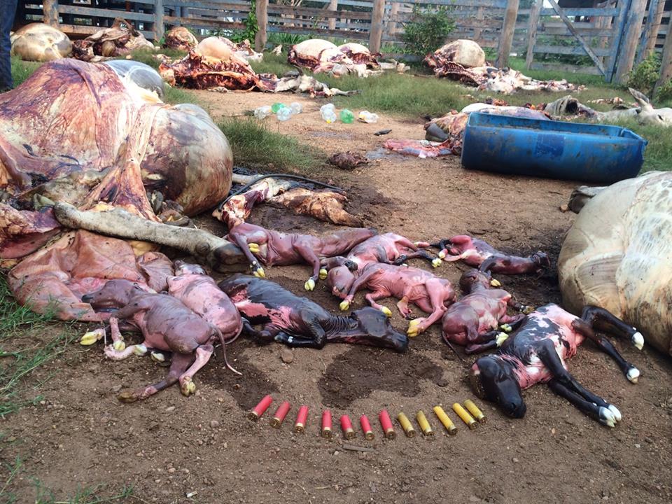 Vacas foram cruelmente assassinadas (Divulgação)