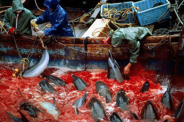 Golfinhos sangram no mar de Taiji