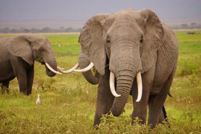 Elefantes na natureza