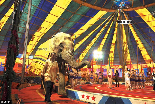 Shows de circo com elefantes na Índia