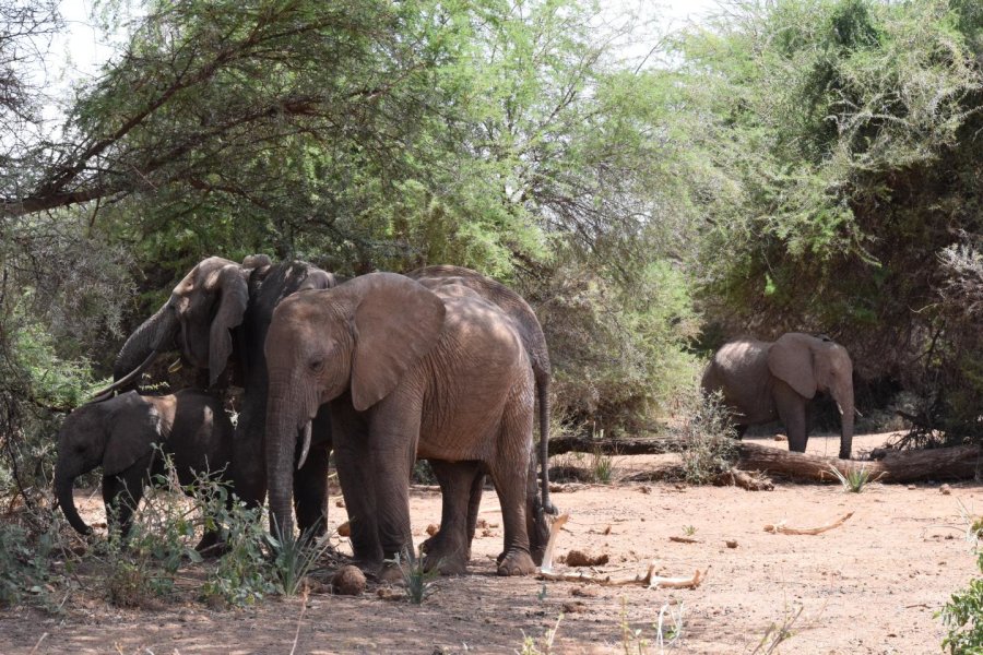 elefantes órfãos não conseguem interagir com indivíduos dominantes