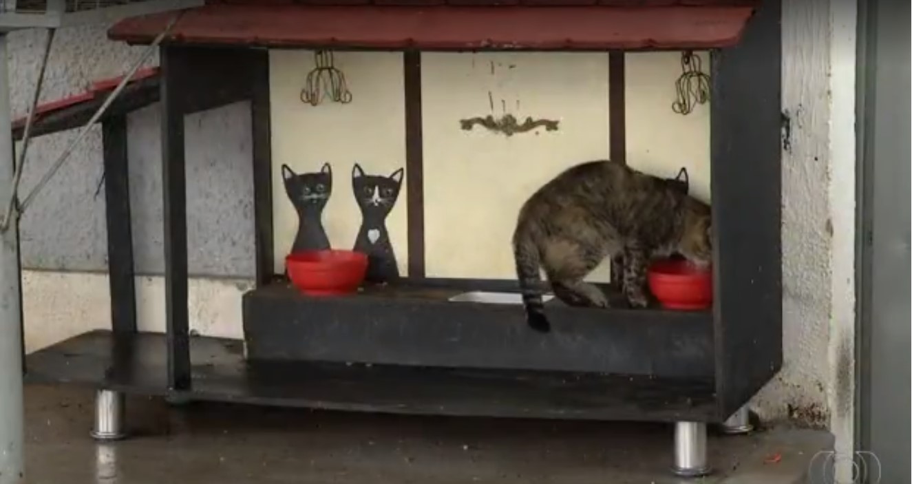 Gato abandonado se alimentando na lanchonete temÃ¡tica.
