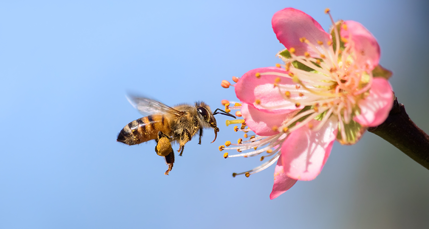 As abelhas são importantes para a polinização de culturas. 