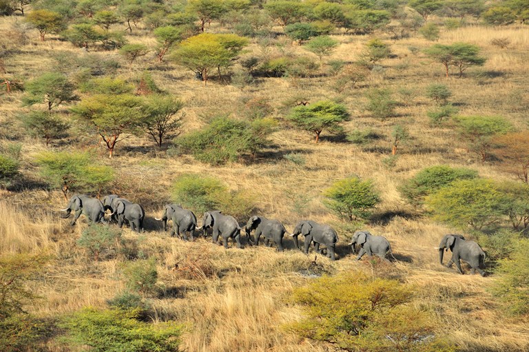 Touros de elefante savana em movimento perto de Ayod, à beira do Sudd pântano, Sudão do Sul.