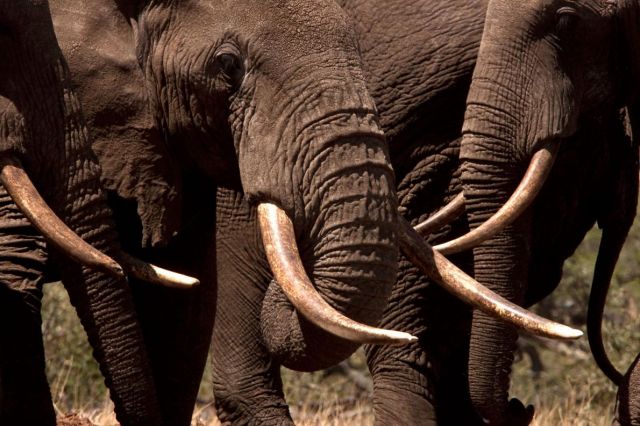 A organização Born Free Foundation, divulgou nesta terça-feira (31) que um elefante é morto a cada 25 minutos para alimentar o tráfico de marfim. 