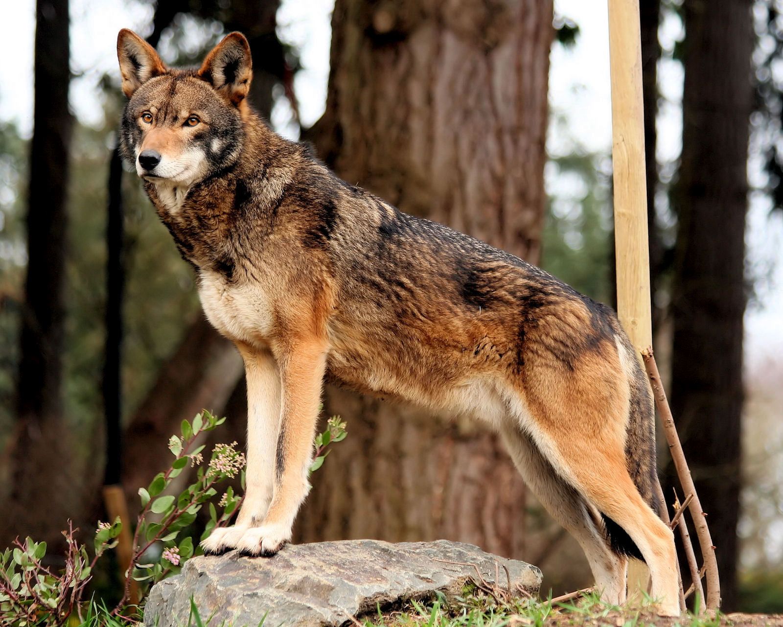 A população selvagem de lobos vermelhos está em constante declínio.