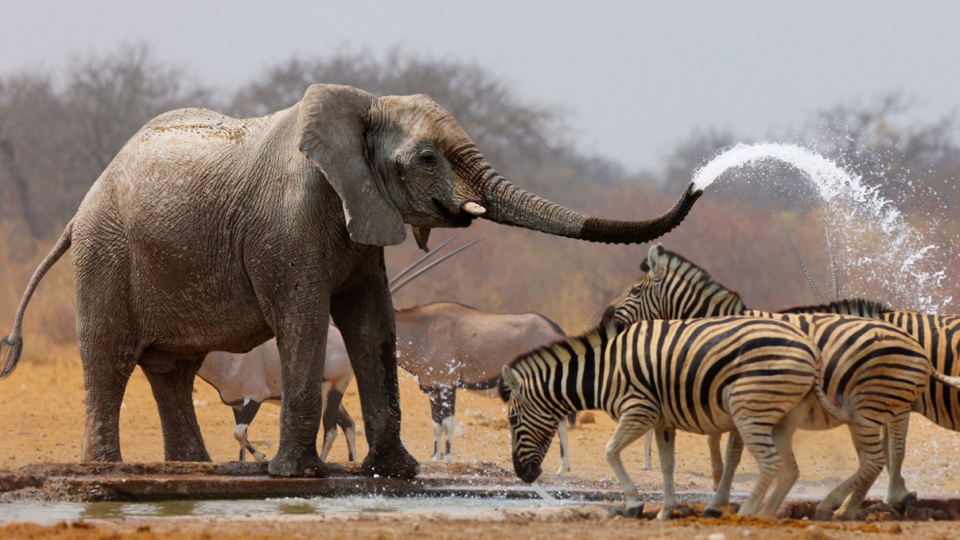 cerca de 20 mil elefantes africanos são mortos por caçadores a cada ano. 