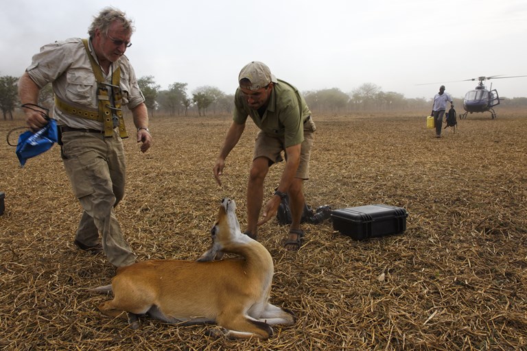 Um cervo de orelhas brancas deixa a cabeça cair para trás depois de ter sido arremessado com anestesia de um helicóptero ao norte de Nyat, no Parque Nacional de Boma.