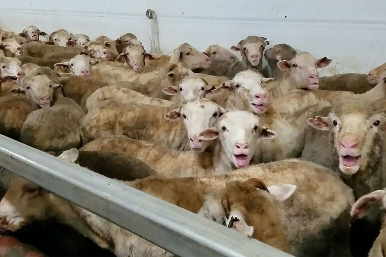 Austrália investigará maior empresa exportadora de ovelhas vivas do país