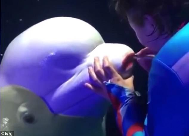 beluga sofrendo abuso para entretenimento