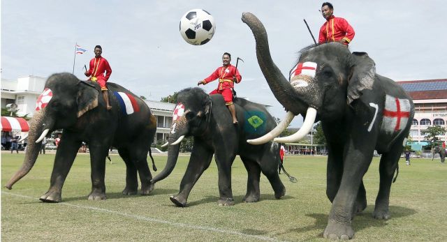 Elefantes são forçados a jogar futebol