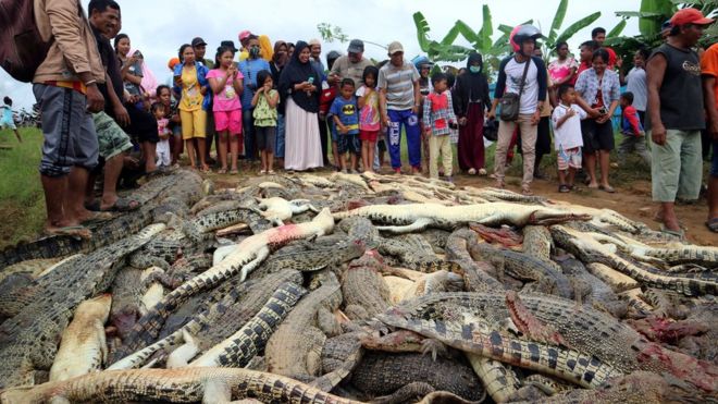 Pessoas armadas com facas, martelos e porretes massacraram 292 crocodilos após um homem da comunidade ser morto por um dos répteis, na Indonésia.