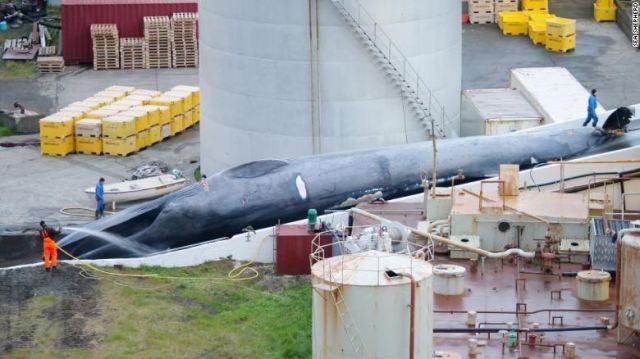 A empresa baleeira Hvalur Hf é acusada de matar a primeira baleia-azul em 40 anos. A ONG Sea Shepherd publicou fotos do animal morto na Islândia. 