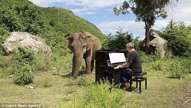 Um vídeo gravado no santuário Elephants World, na Tailândia, retratou uma elefanta apreciando um pianista tocar música clássica para acalmá-la.
