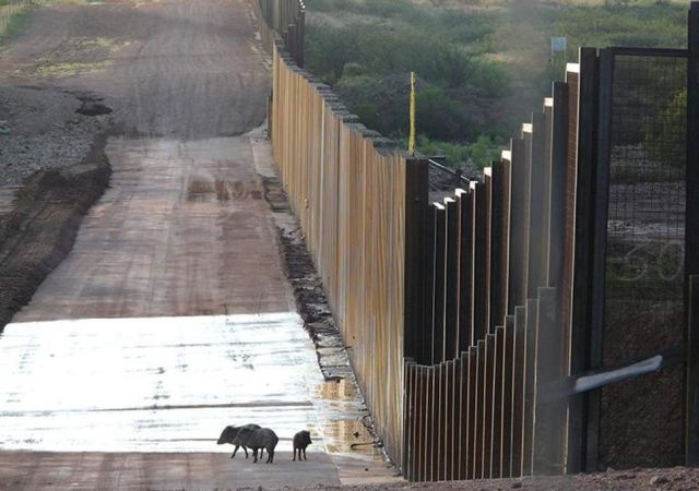 Milhares de cientistas reconheceram o dano que o muro entre a fronteira dos Estados Unidos e México, proposto por Donald Trump, terá sobre a vida selvagem.
