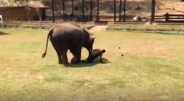 Imagens registradas em santuário de animais na Tailândia, onde um elefante corre para proteger seu cuidador, demonstram a fidelidade e carinho dos animais.