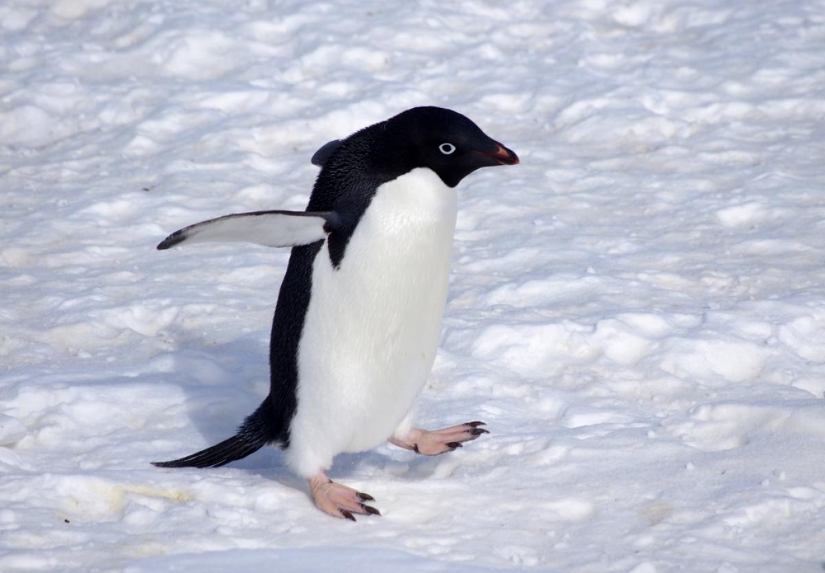 Um pinguim-de-adélia andando na neve, virado para a direita Ele está com as asas levantadas para trás e uma de suas patas está levantada para dar o próximo passo.