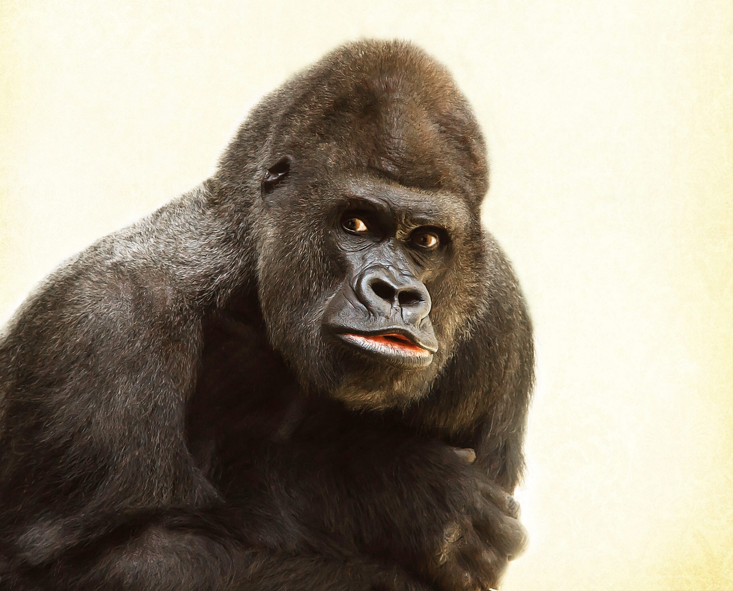 Imagem de um gorila