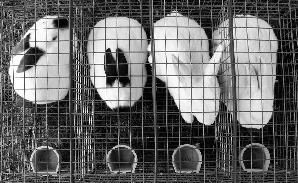 Tratados como mercadorias, coelhos vivem vidas miseráveis (Foto: Pixabay)